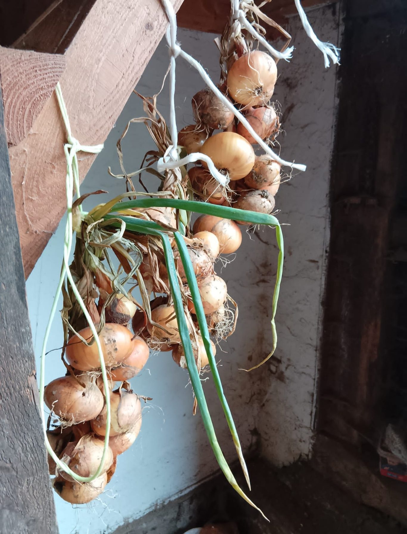 Zwiebeln & Knoblauch ab 2025