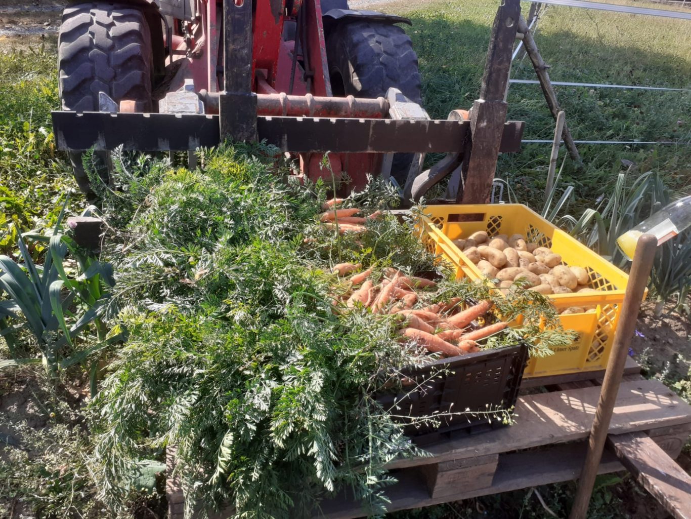 Kartoffeln, Karotten und mehr